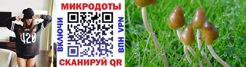 Псилоцибиновые грибы Cubensis  kraken как зайти  Княгинино  хочу наркоту 